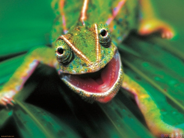 lizard