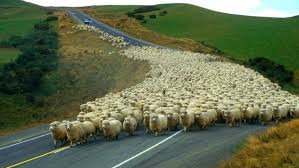 sheep